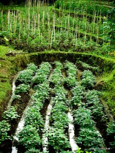 Tanaman Pengganti Padi