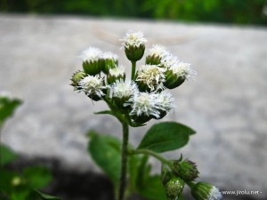Bunga liar di ujung jembatan