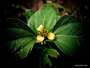 Bunga liar di ujung jembatan
