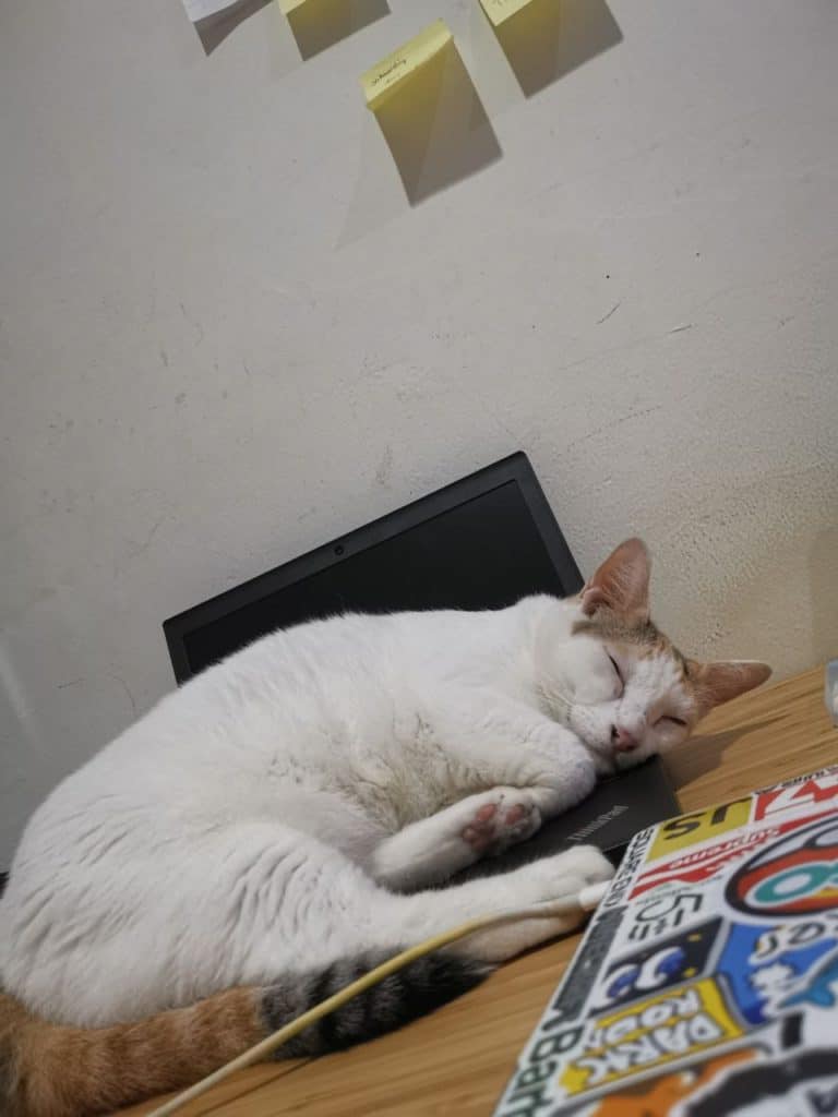 Ruby love to sleep in laptops